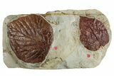 Wide Plate with Two Fossil Leaves (Two Species) - Montana #262697-1
